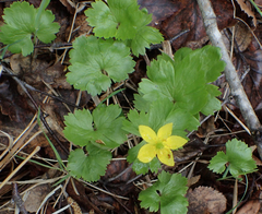 Anemonastrum richardsonii
