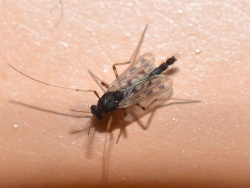Polypedilum apfelbecki