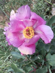 Paeonia coriacea