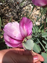 Paeonia coriacea