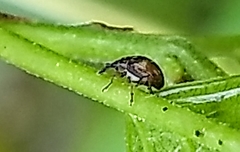 Nanophyinae