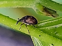 Nanophyinae