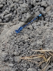Argia nahuana