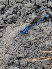 Argia nahuana