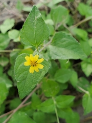 Calyptocarpus vialis