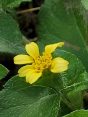 Calyptocarpus vialis