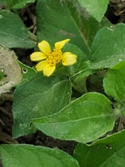 Calyptocarpus vialis