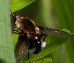 Bombylius varius