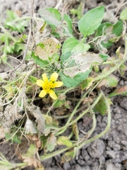 Calyptocarpus vialis