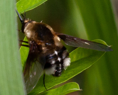 Bombylius varius
