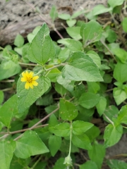 Calyptocarpus vialis