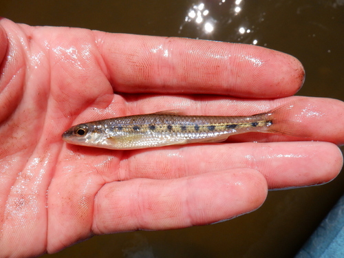 Streamline chub (Erimystax dissimilis) — Cyprinidae — 2