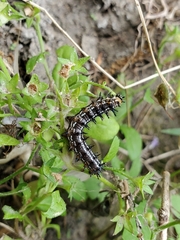 Junonia coenia