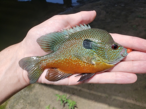Plains Longear Sunfish