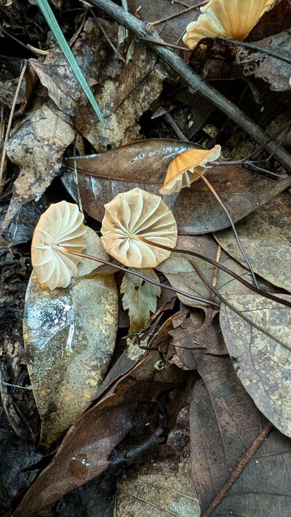 Marasmius siccus · June 2024 · photo: © atsushi_nakajima_cirque (iNaturalist, cc-by)