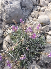 Astragalus spatulatus