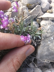 Astragalus spatulatus