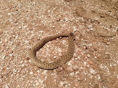 Heterodon nasicus