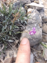 Astragalus spatulatus