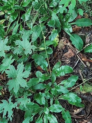 Image of Micranthes micranthidifolia by no rights reserved