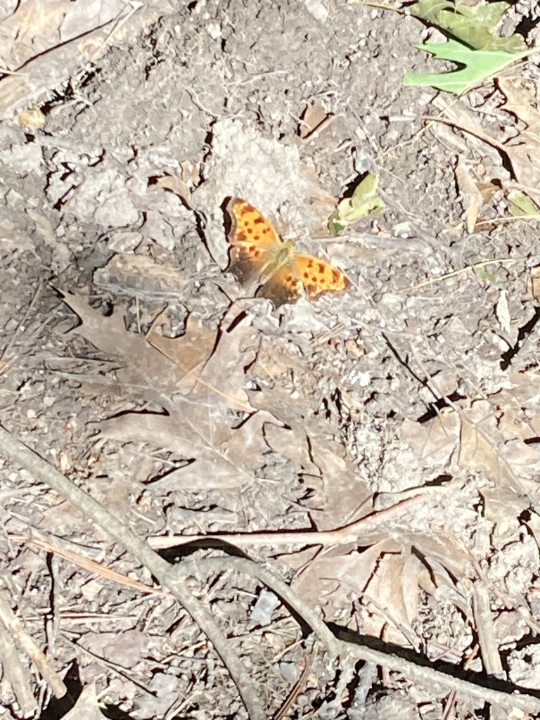 Eastern Comma from Burnett Park, Toronto, ON, CA on July 1, 2024 at 04: ...