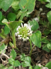 Trifolium repens