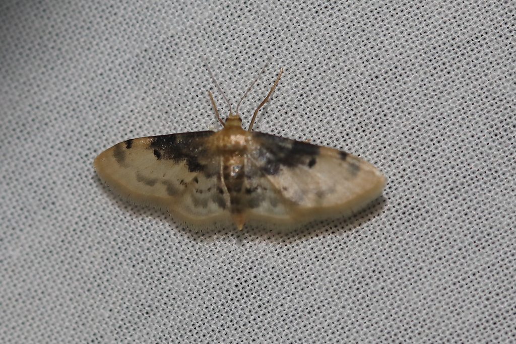 Idaea filicata