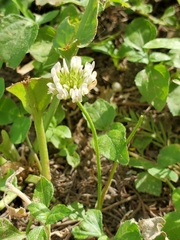 Trifolium repens