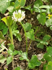 Trifolium repens