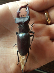 Lucanus elaphus