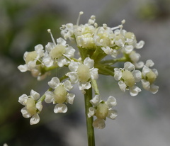 Seseli austriacum, photograph (c) Patrick Hacker, some rights reserved (CC BY)