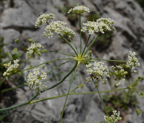 Seseli austriacum, photograph 4