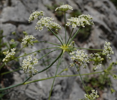 Seseli austriacum, photograph (c) Patrick Hacker, some rights reserved (CC BY)