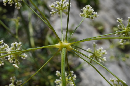 Seseli austriacum, photograph 6