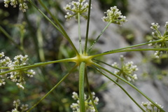 Seseli austriacum, photograph (c) Patrick Hacker, some rights reserved (CC BY)