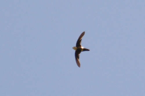 White-tipped Swift (Aeronautes montivagus), photo 2