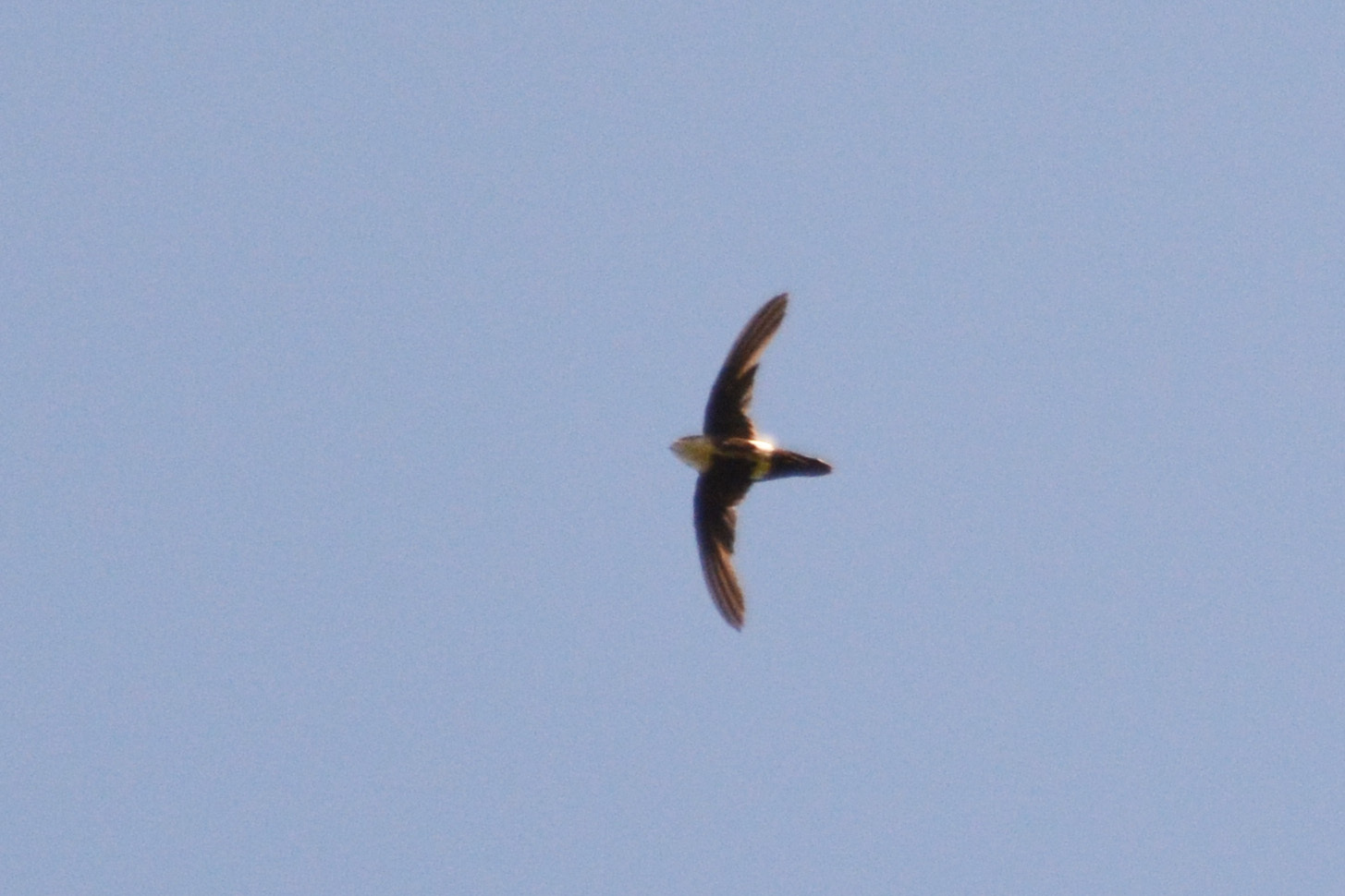 White-tipped Swift (Aeronautes montivagus), photo 2