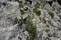 Seseli austriacum, photograph (c) Patrick Hacker, some rights reserved (CC BY)