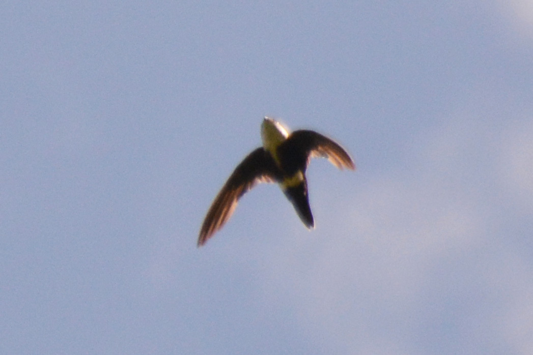 White-tipped Swift (Aeronautes montivagus), photo 3