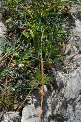 Seseli austriacum, photograph 1
