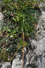 Seseli austriacum