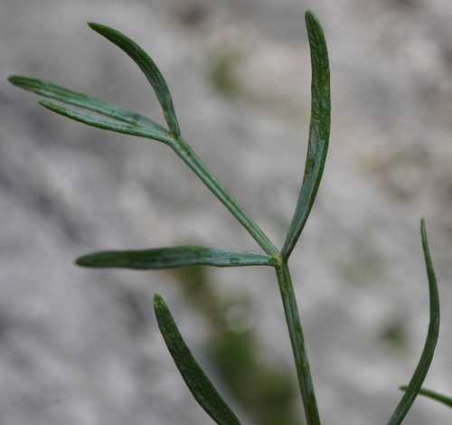 Seseli austriacum, photograph 3