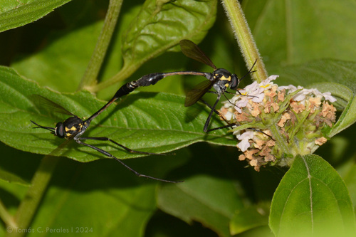 Systropus conopoides