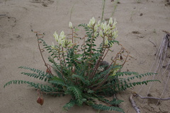 Astragalus longipetalus