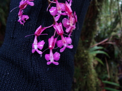Epidendrum nanegalense