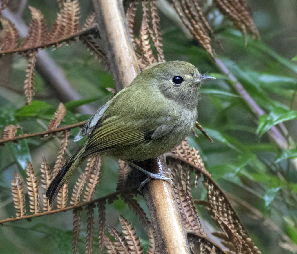 Brown-breasted Pygmy-Tyrant (Hemitriccus obsoletus) photo