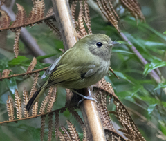 Brown-Breasted Bamboo Tyrant photo 1