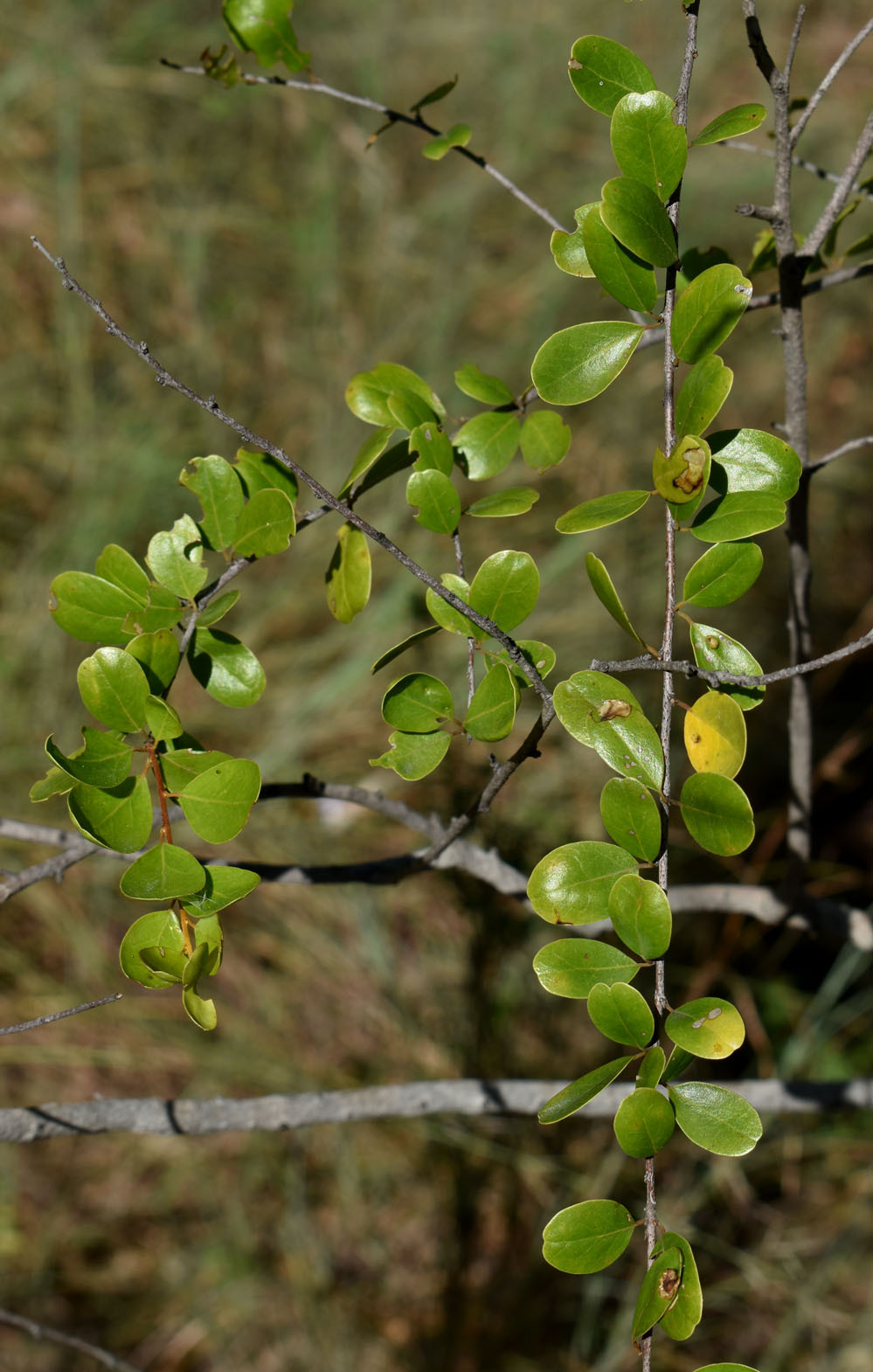 Petalostigma banksii Britten & S.Moore