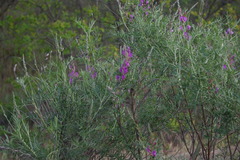 Astragalus brachylobus