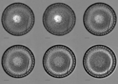 Stephanodiscus reimeri